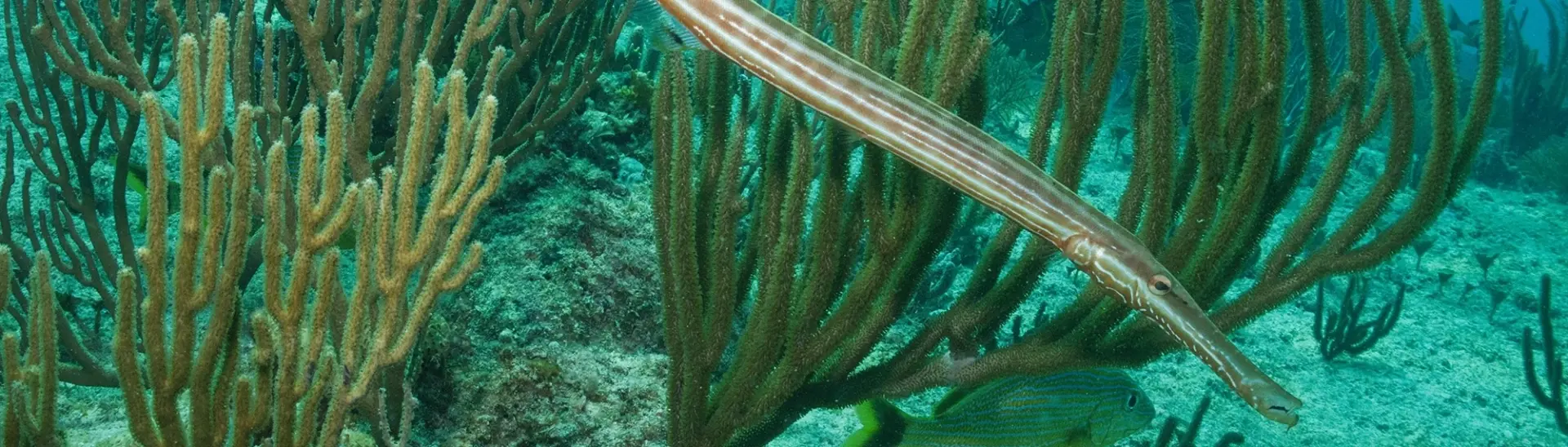 Trumpet fish in Riviera Maya, Mexico