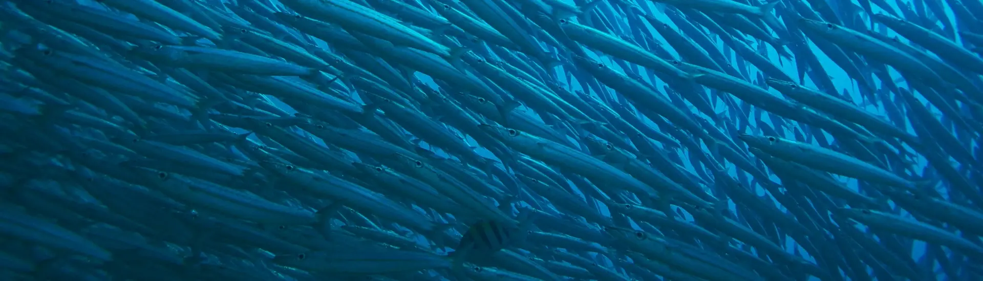 School of barracuda
