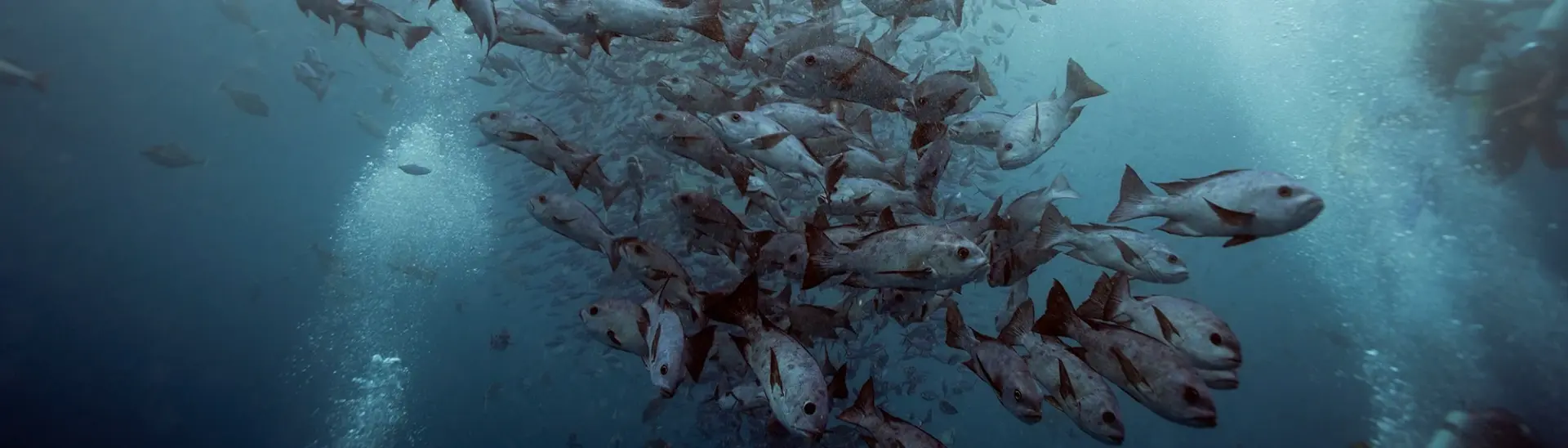 Red snapper spawning in Palau