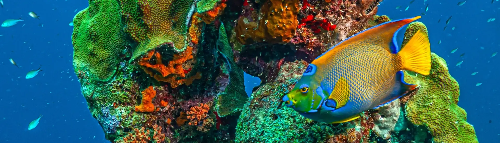 Queen angelfish on a coral reef