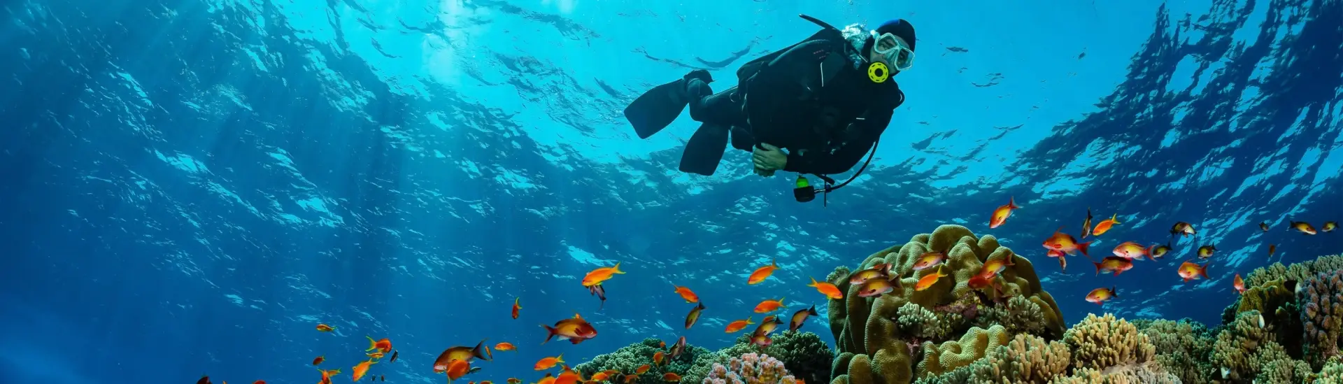 Diver looking at corals and fish in the Red Sea, Egypt.