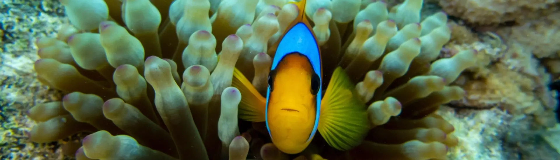 Anemonefish poking out of coral in Egypt