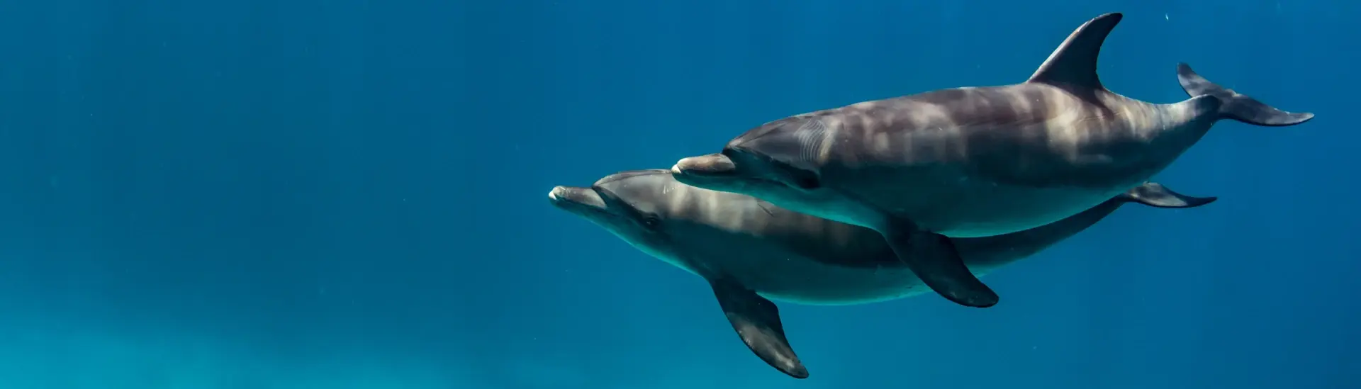 Pair of bottlenose dolphin in Egypt, the Red Sea