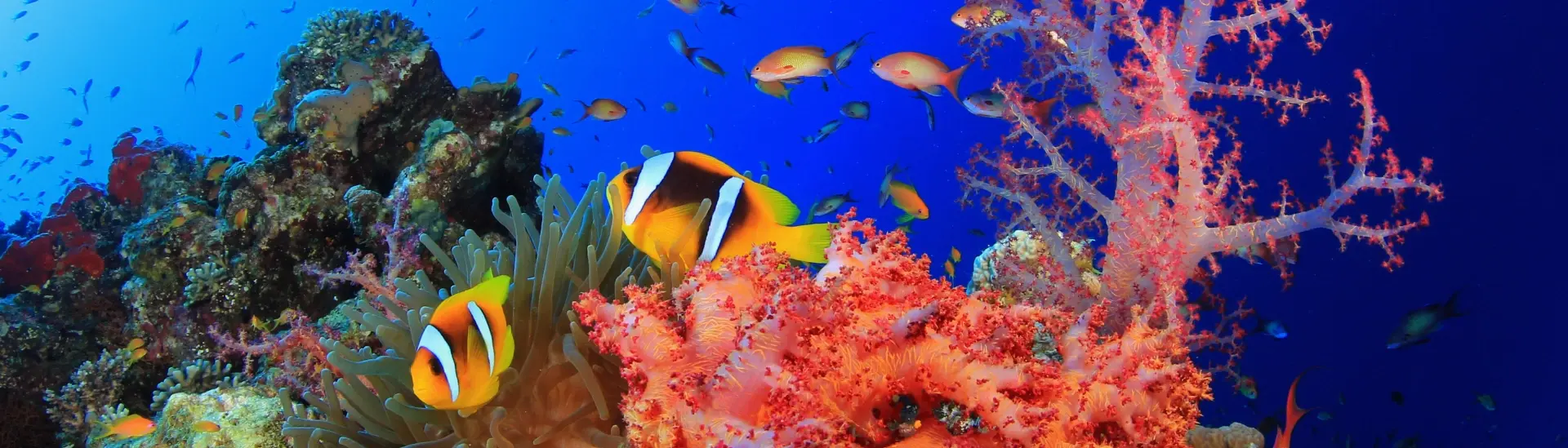 Coral reef & anemonefish in Egypt, the Red Sea