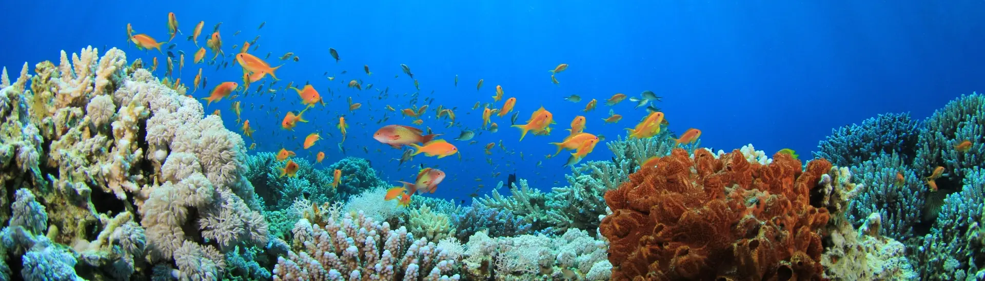 Coral reef & anthias in Egypt