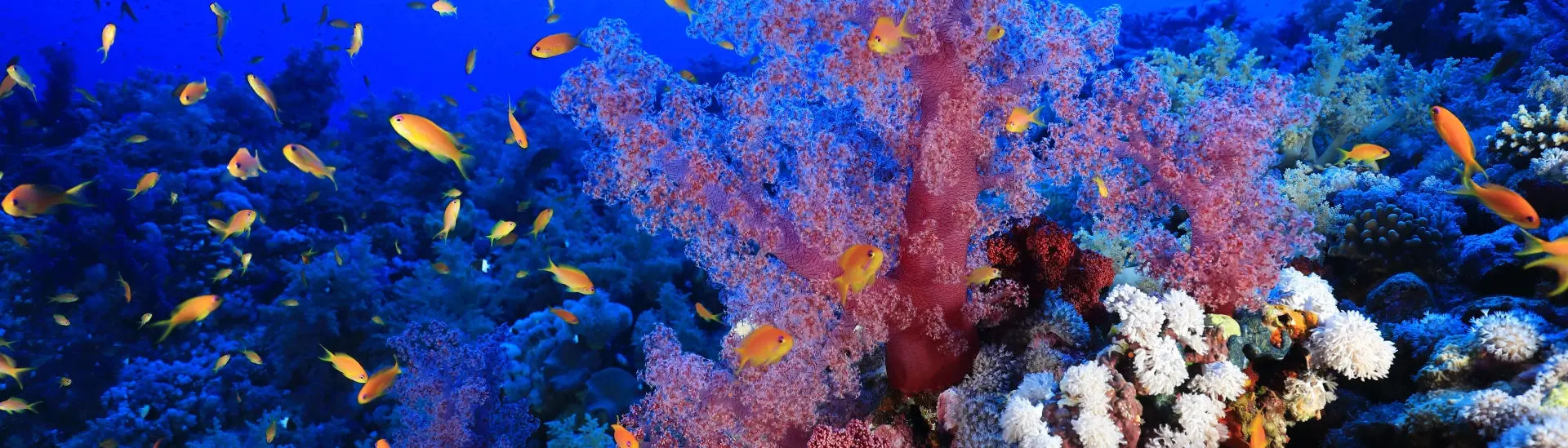Coral reef scene with anthias in Elphinstone Reef, Egypt