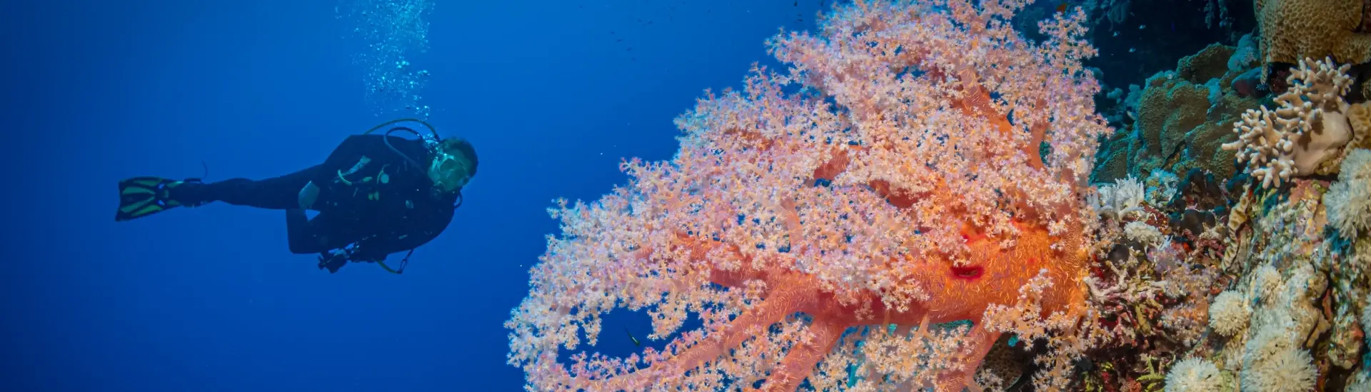 Diver & coral reef in Daeadalus, Egypt, the Red Sea