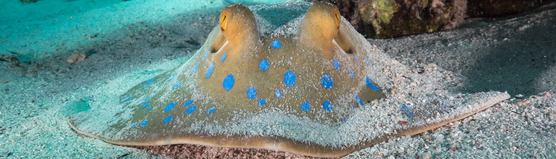 Blue-spotted stingray in El Quseir, Egypt