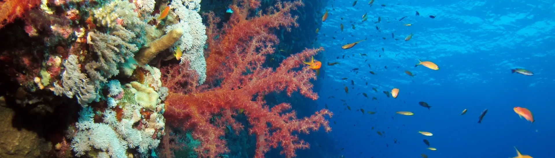 Coral reef in Elphinstone, Egypt