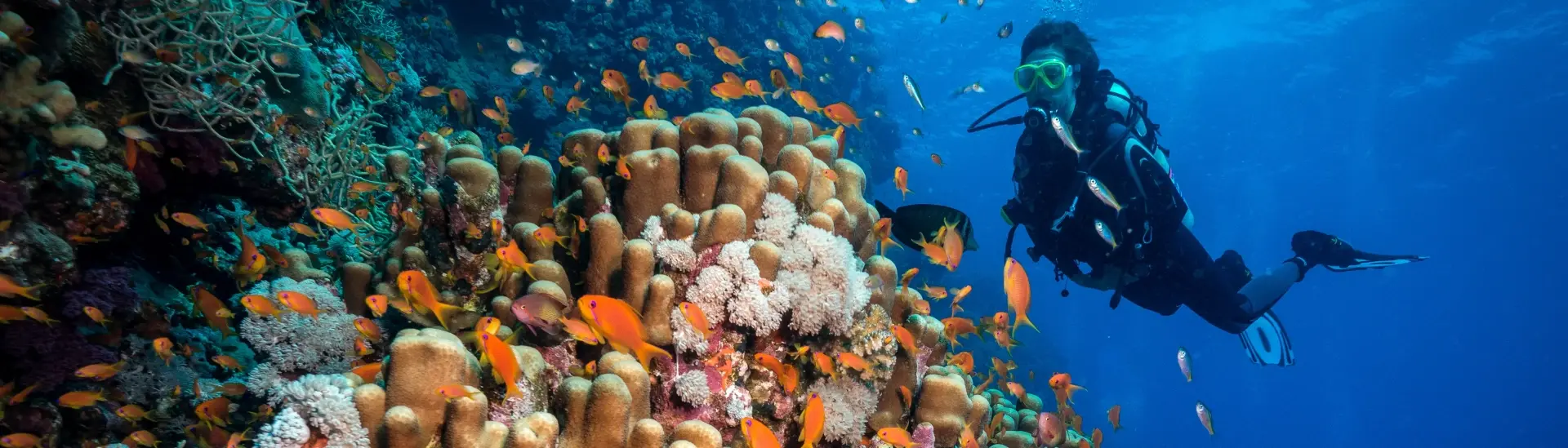 Coral reef & diver in Fury Shoals, Egypt, the Red Sea