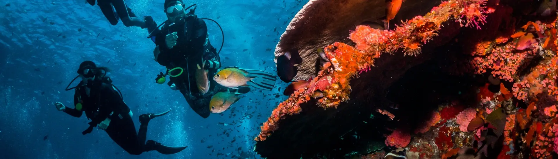 Group diving with coral in Egypt, the Red Sea