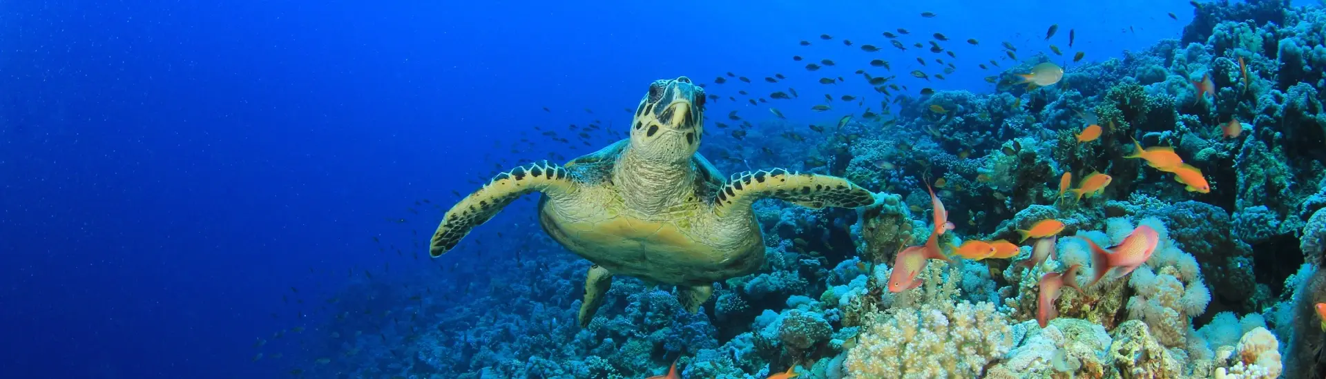 Hawksbill turtle & anthias in Egypt, the Red Sea