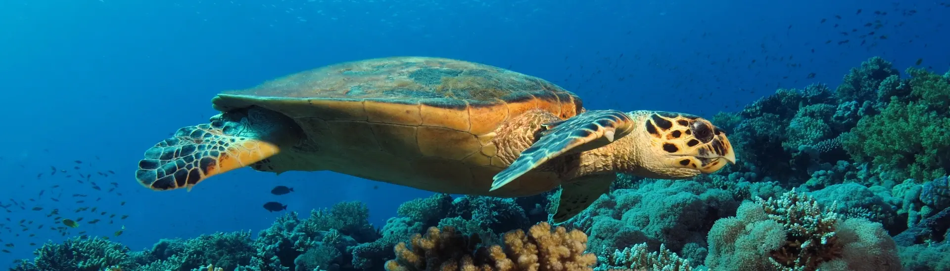 Hawksbill turtle in Egypt