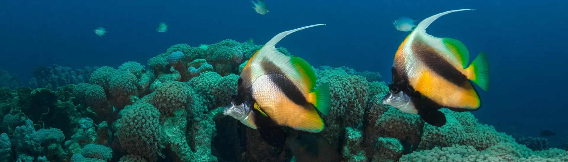 Masked bannerfish in Makadi Bay, Egypt