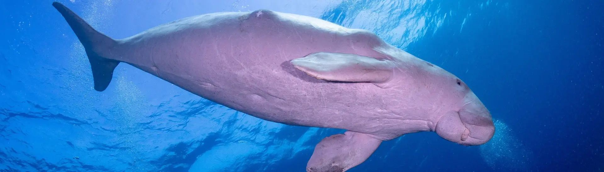Dugong in Marsa Alam, Egypt
