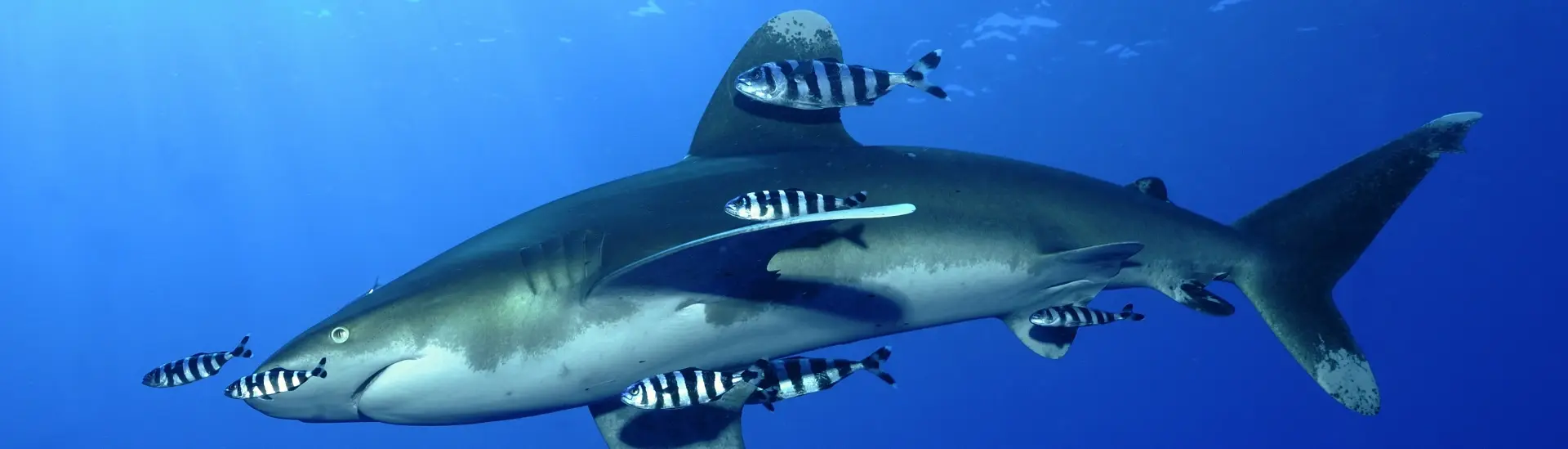 Oceanic white-tip shark in Egypt