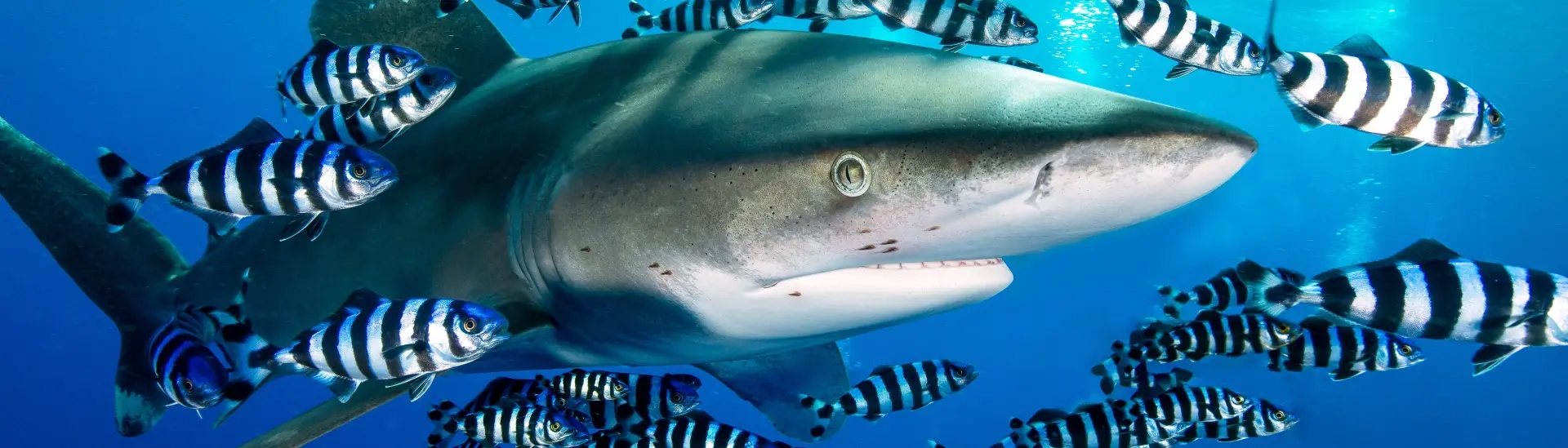 Oceanic white-tip shark surrounded by fish in Egypt