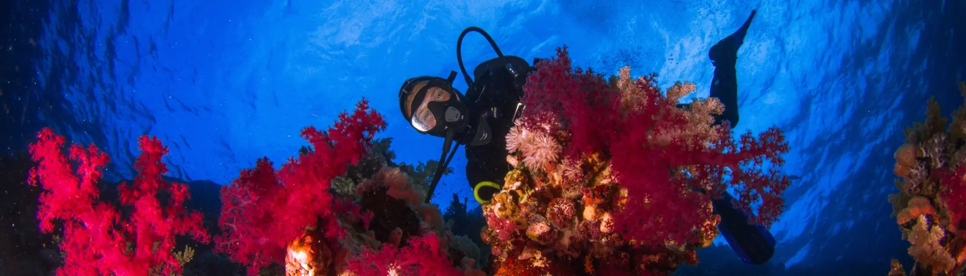 Diver & coral reef in Ras Mohamed National Marine Park, Egypt