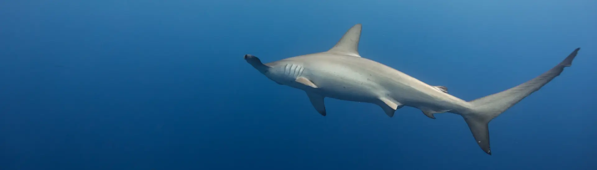 Schooling hammerheads in Egypt