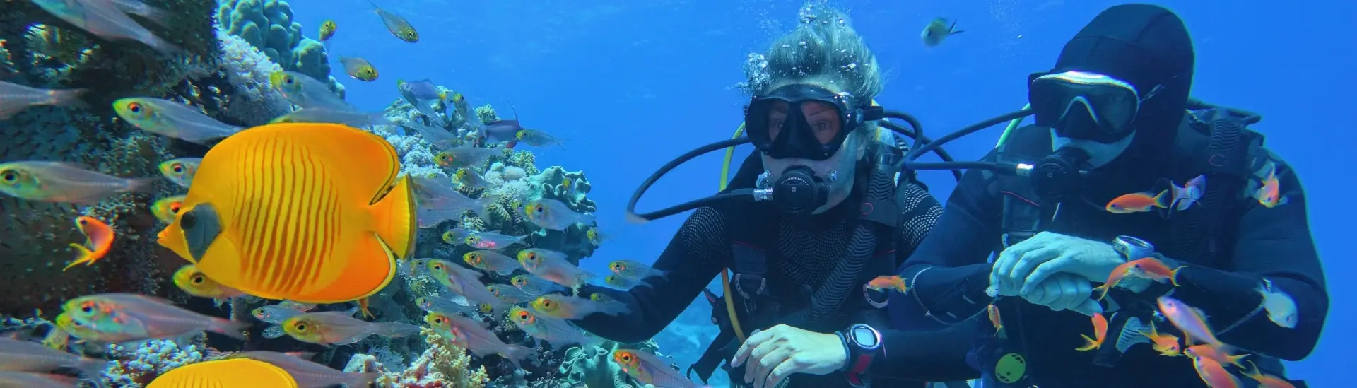 Butterflyfish & scuba divers in Egypt