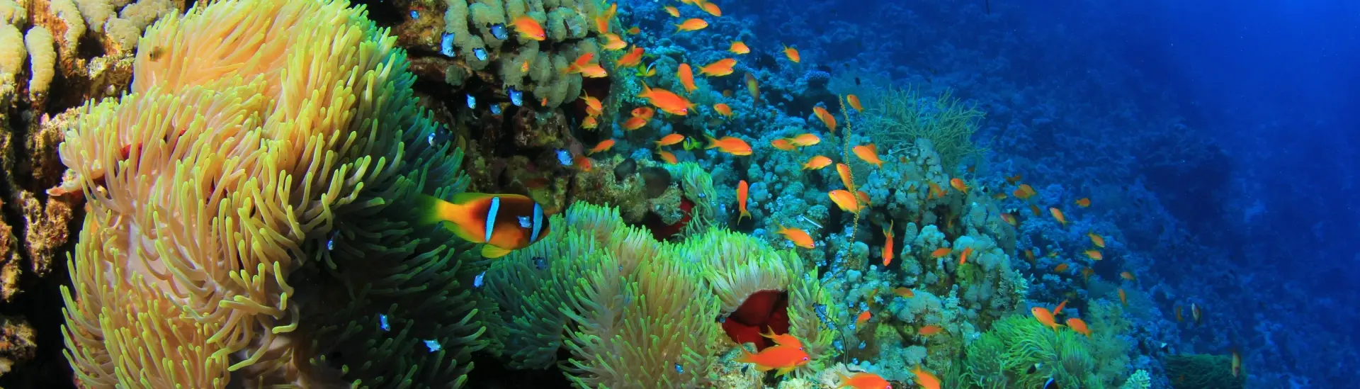 Underwater photographer at the Anemone City dive site in Sharm el Sheikh, Egypt