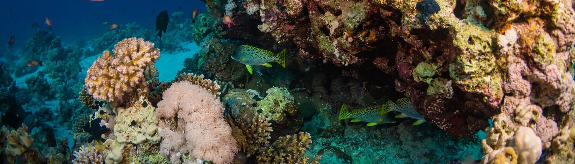 Black-spotted sweetlips in Sharm el Sheikh, Egypt