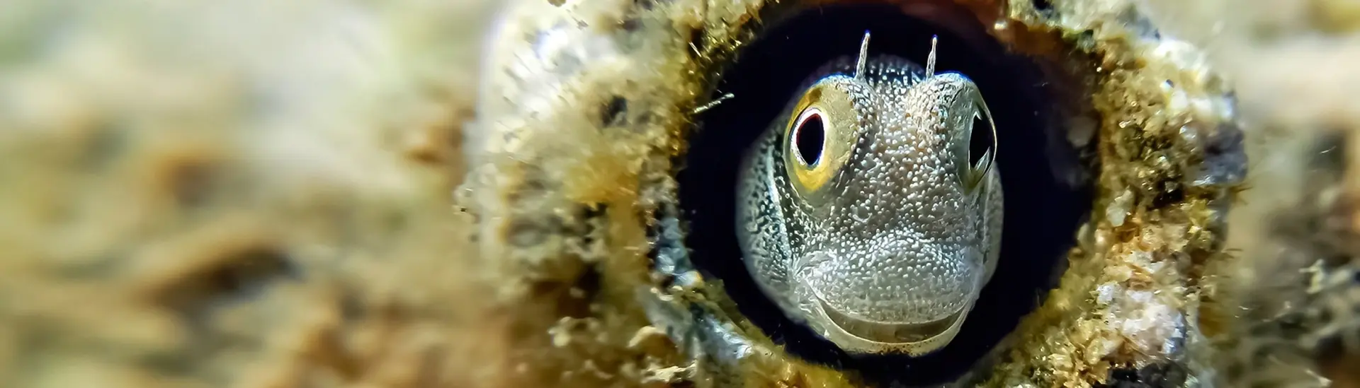 Lance blenny in the Sinai Peninsula, Egypt