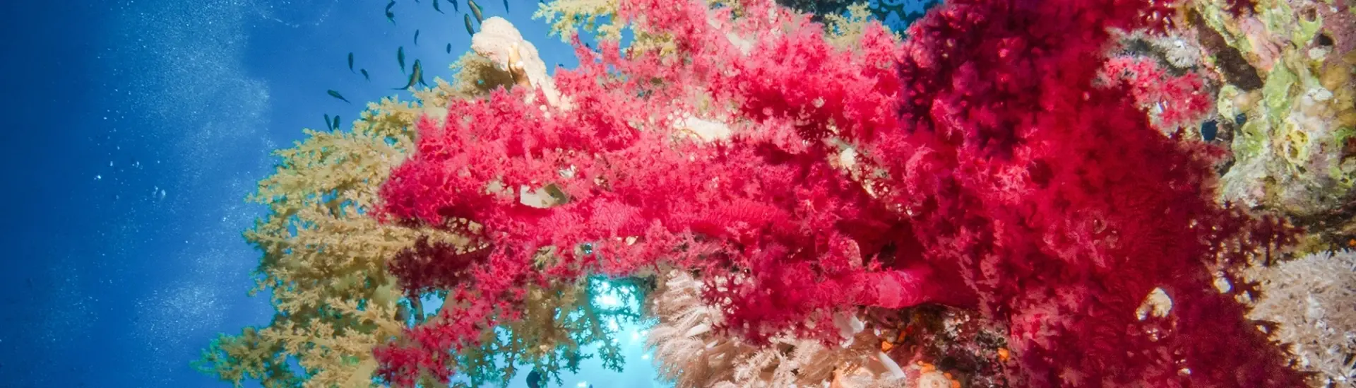 Soft coral reef in Egypt