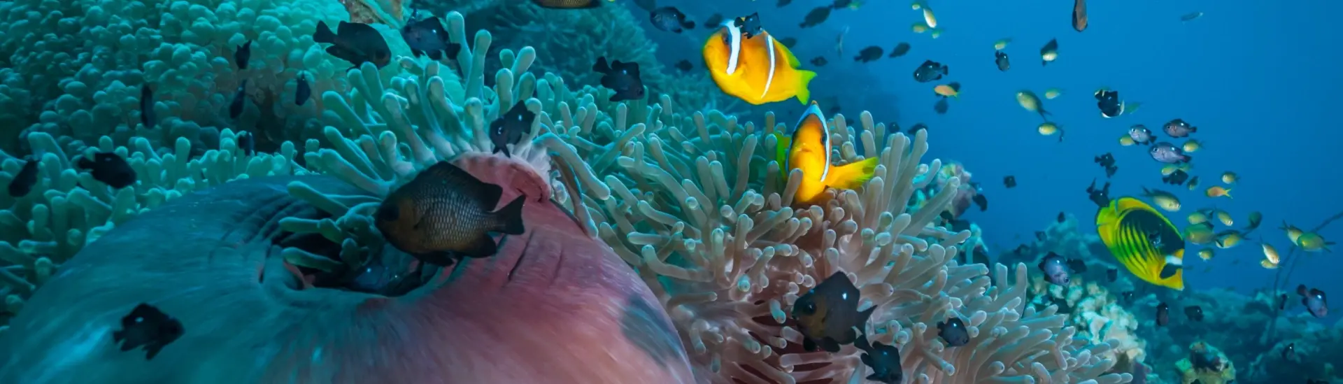 Coral reef scene in Sudan