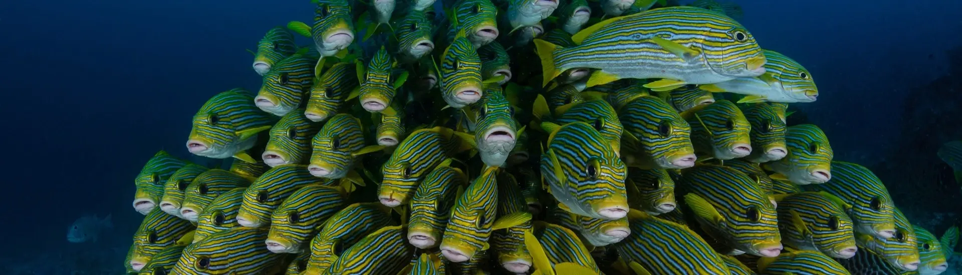 Shoal of ribboned sweetlips