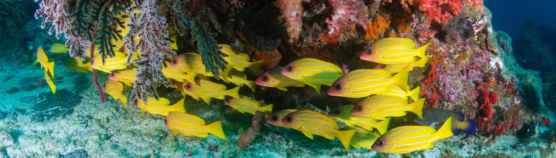 School of colourful five-lined snapper & coral reef