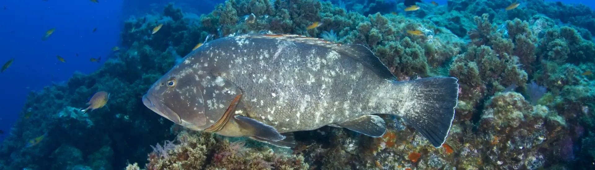 Giant grouper in Formigas Rocks, the Azores