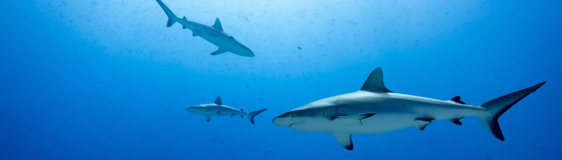 Grey reef sharks in Palau