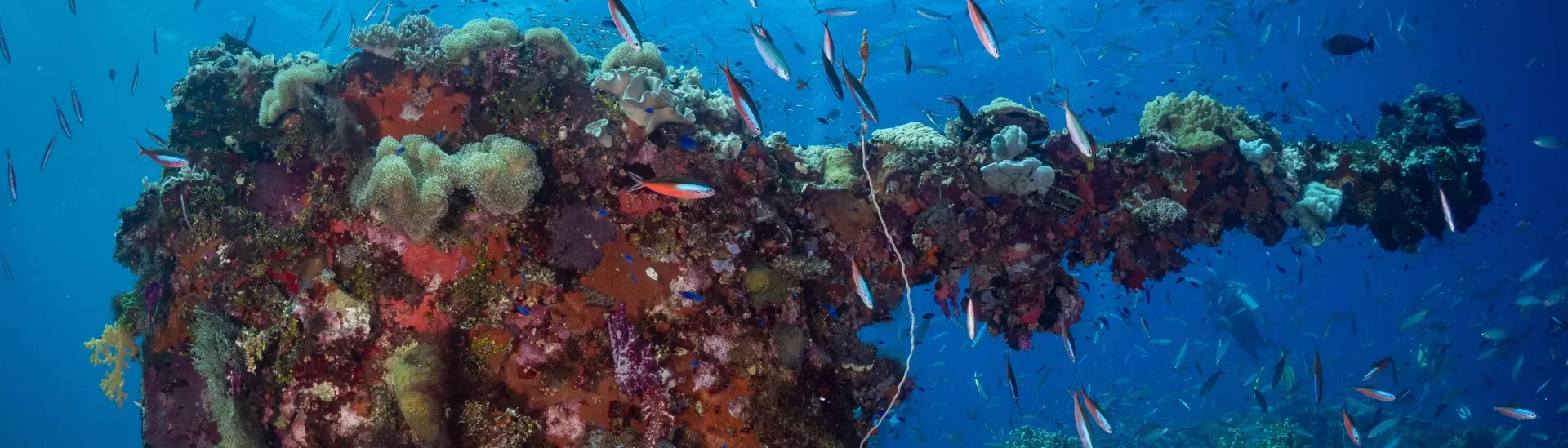 Shipwreck in Truk Lagoon, Micronesia