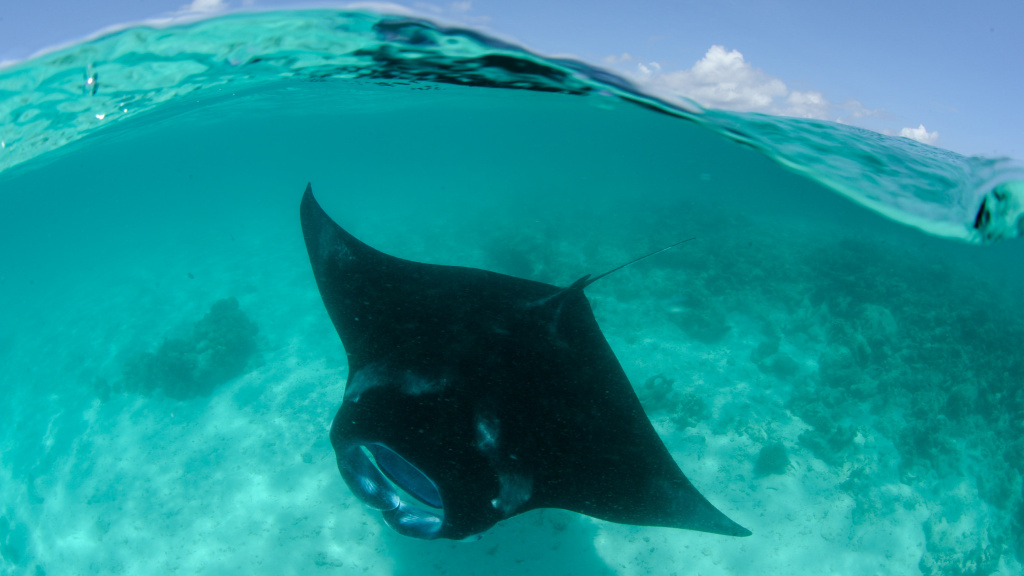 Reef manta underwater, Maldives