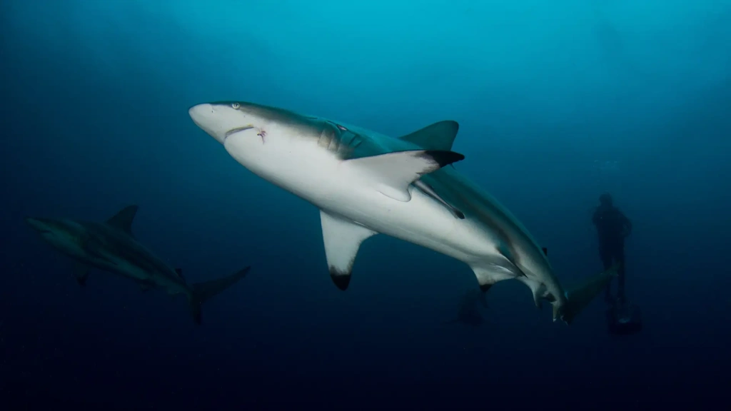 Black tip reef shark in Palau