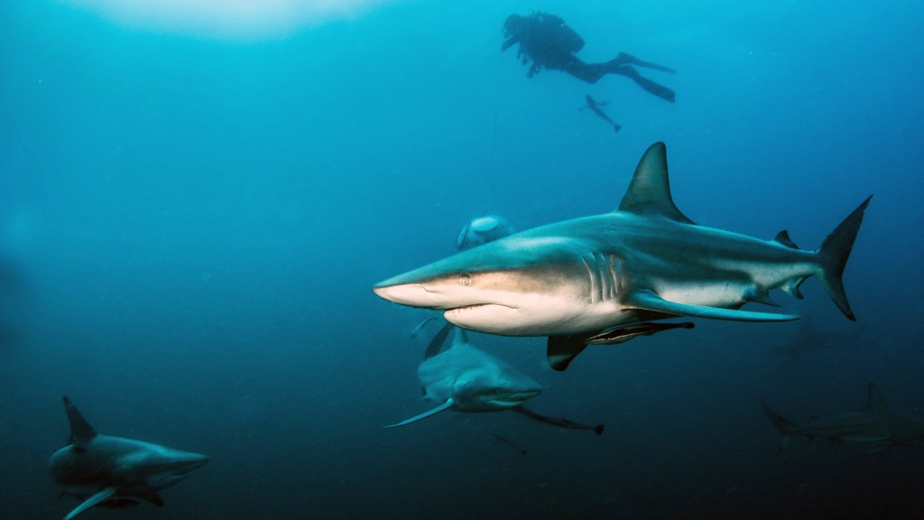 Oceanic black-tip shark in South Africa