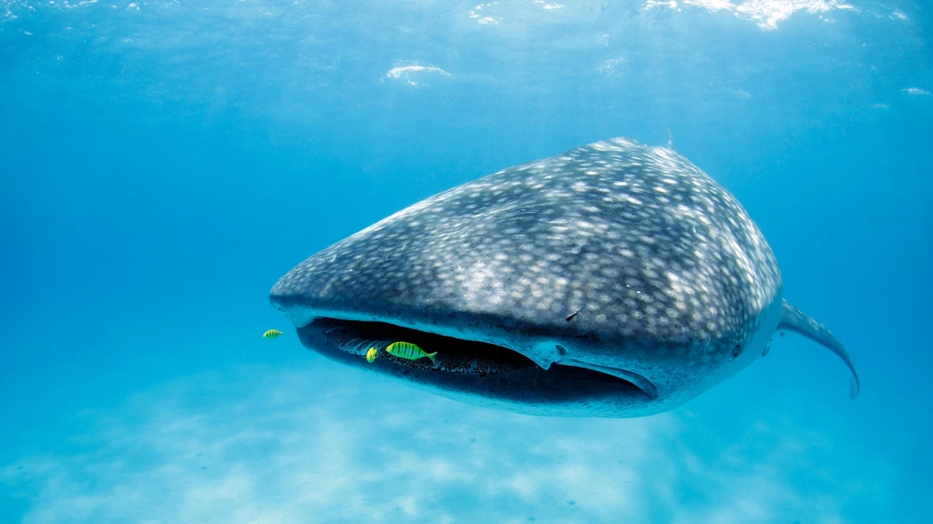 Whale shark in Mafia Island, Tanzania