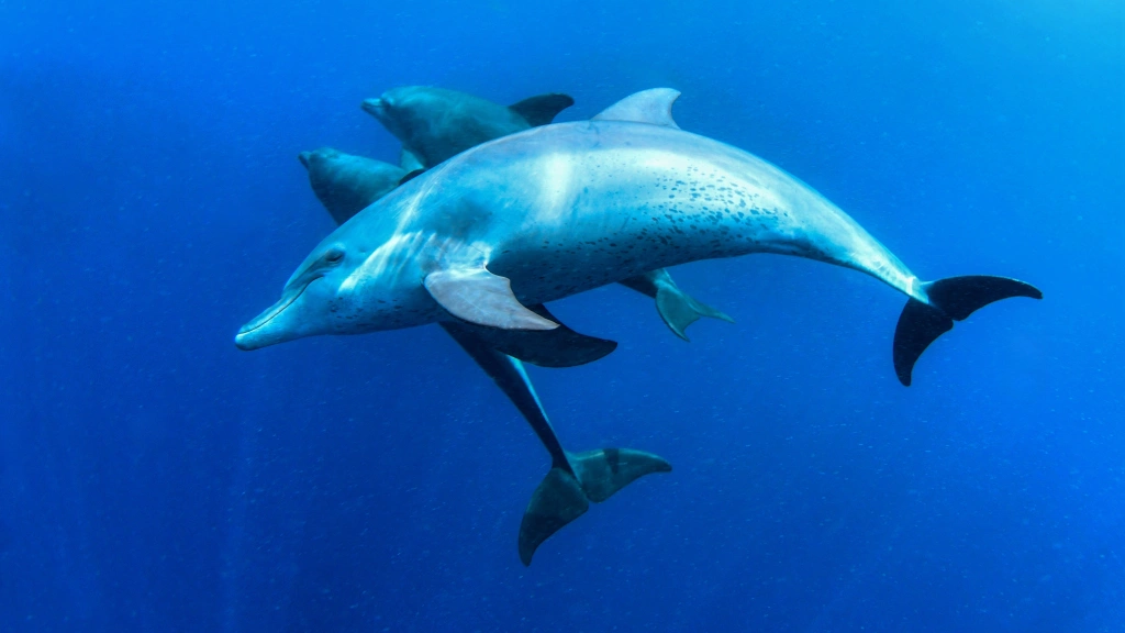 Bottlenose dolphin pod in Zanzibar, Tanzania