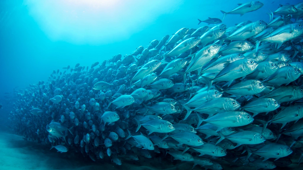 Bigeye trevally jack school in the Sea of Cortez, Mexico