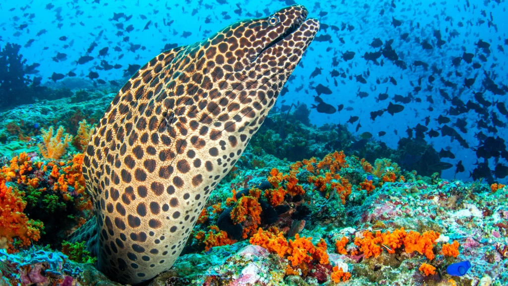 Moray eel in the Banda Sea, Indonesia