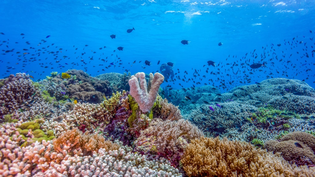 Corals at Tubbataha Reef in the Philippines