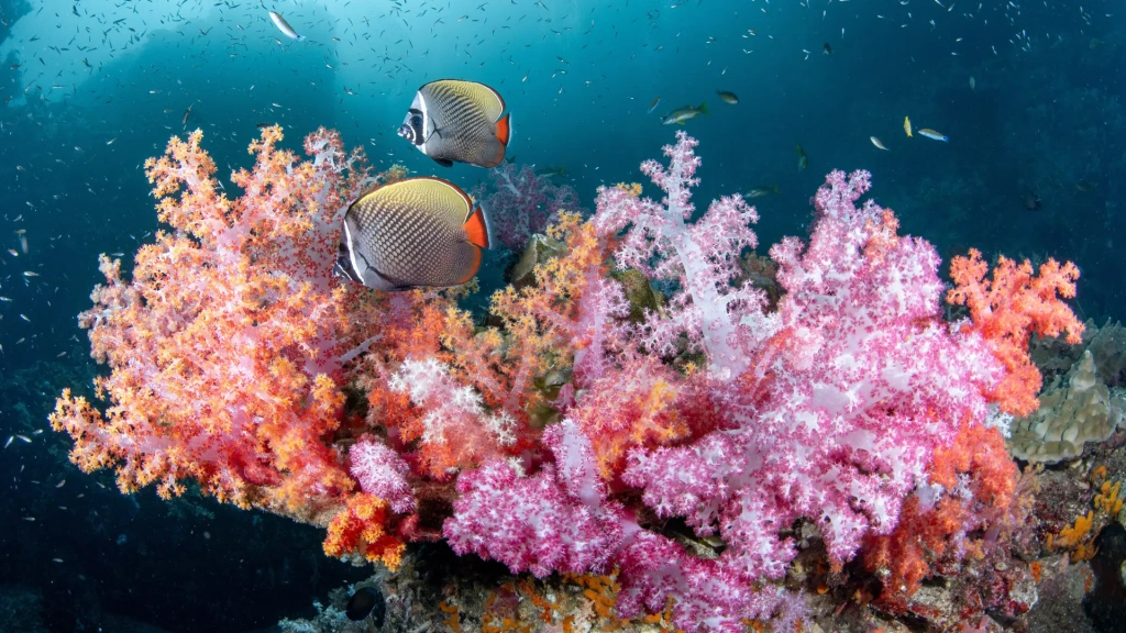 Underwater coral reef in Hin Jom, Thailand