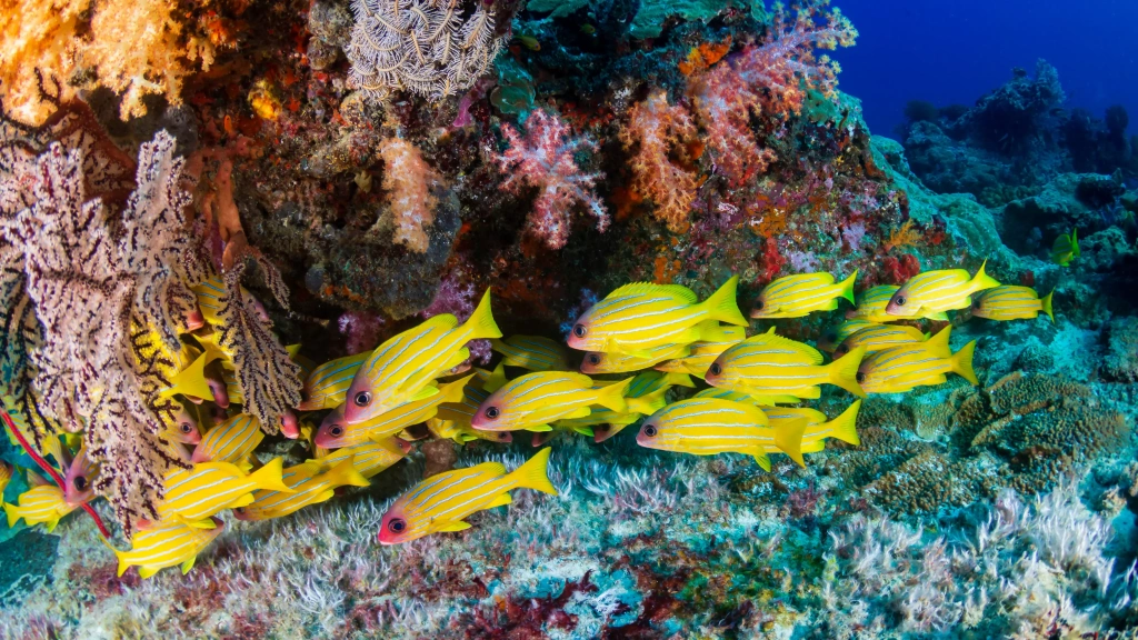 Blue stripe snapper in Thailand