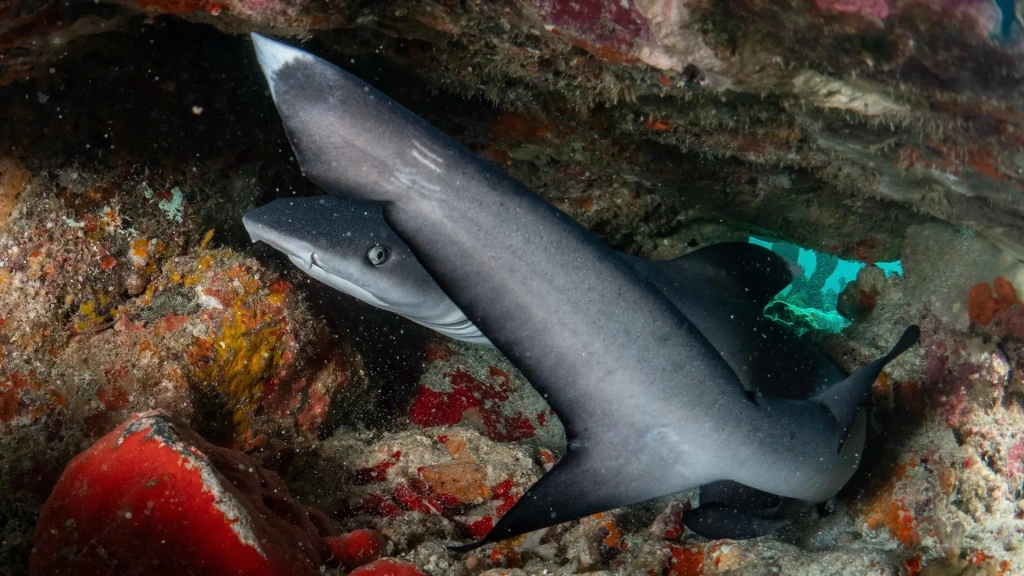 White tip reef shark in Thailand
