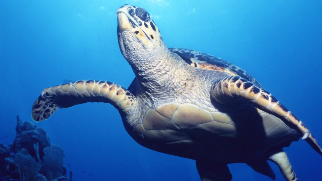 Hawksbill turtle in the Bahamas