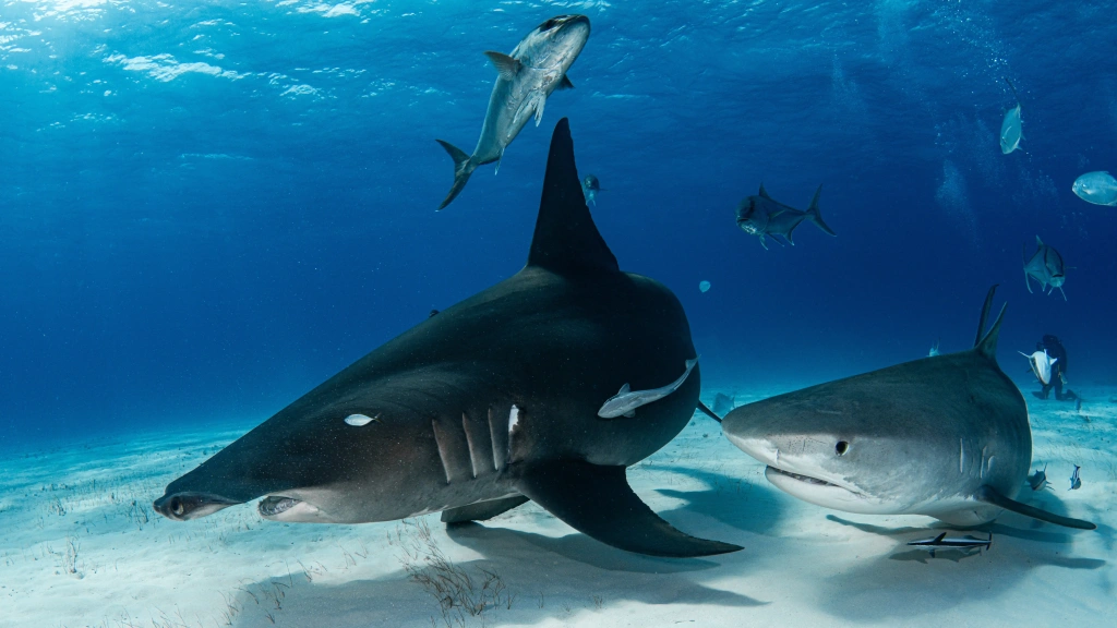 Hammerhead shark and tiger shark side-by-side in the Bahamas