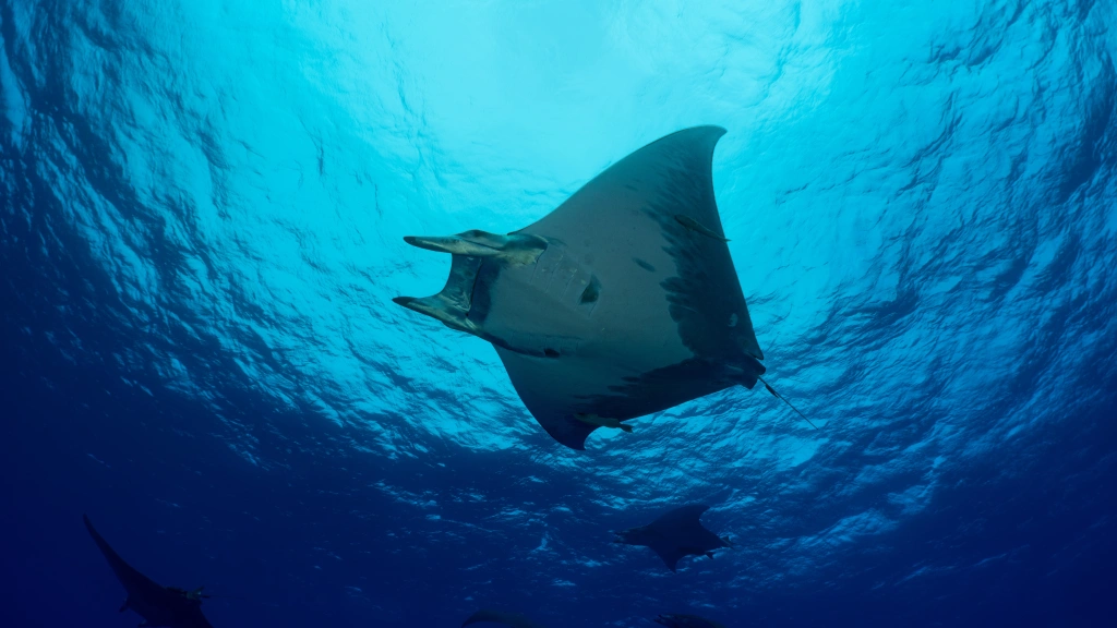 Devil ray in Ambrosio, the Azores
