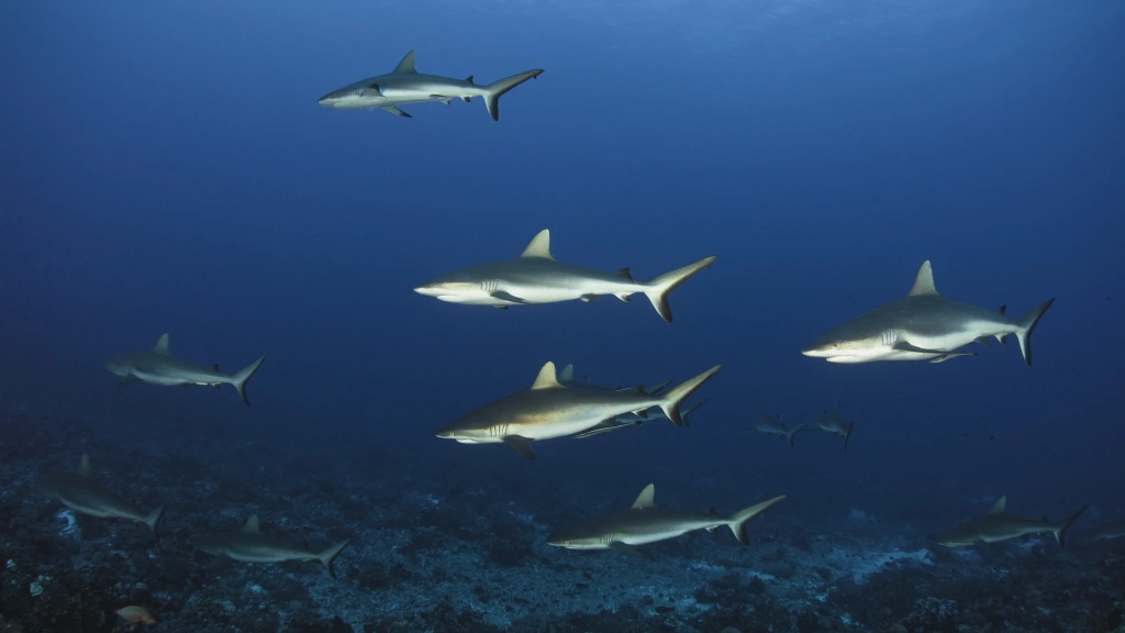 Grey reef shark in the Maldives