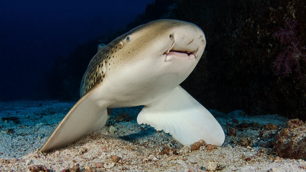 Zebra shark in the Hallaniyat Islands, Oman